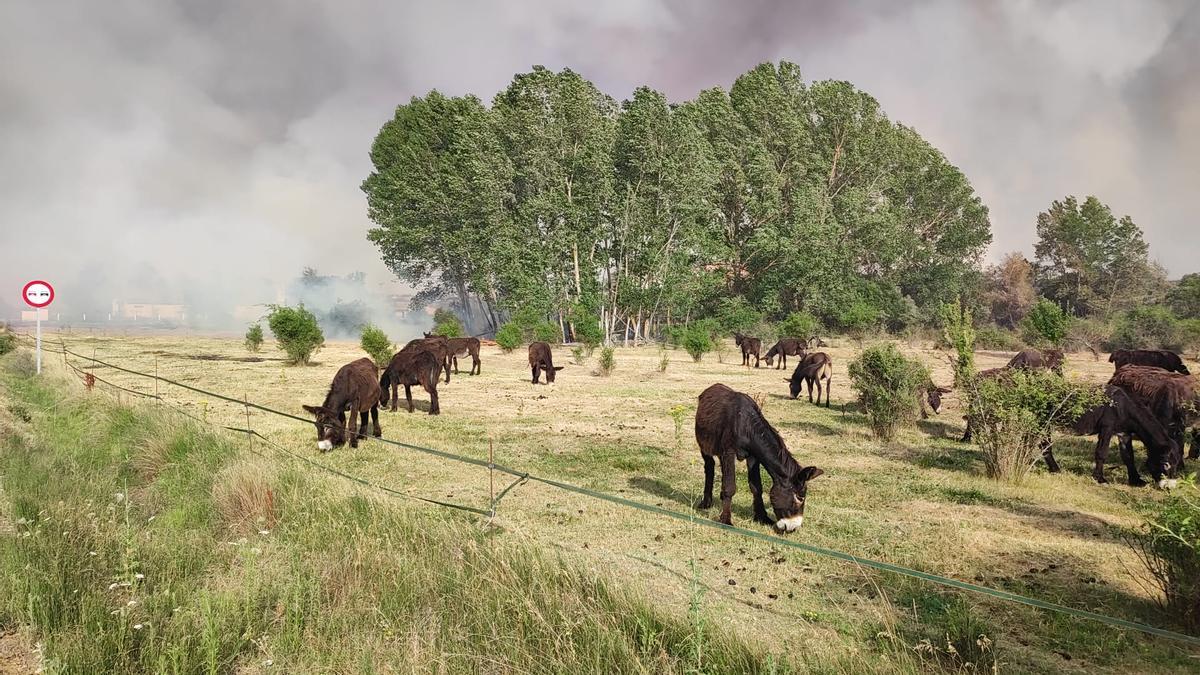 Burros de la raza zamorano leonesa con el humo del incendio de Losacio detrás