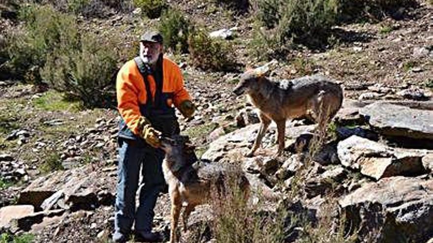 El cuidador alimenta a dos cánidos en el Centro del Lobo.