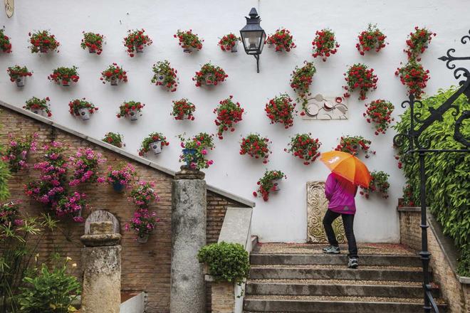 Las flores son uno de los símbolos de Córdoba