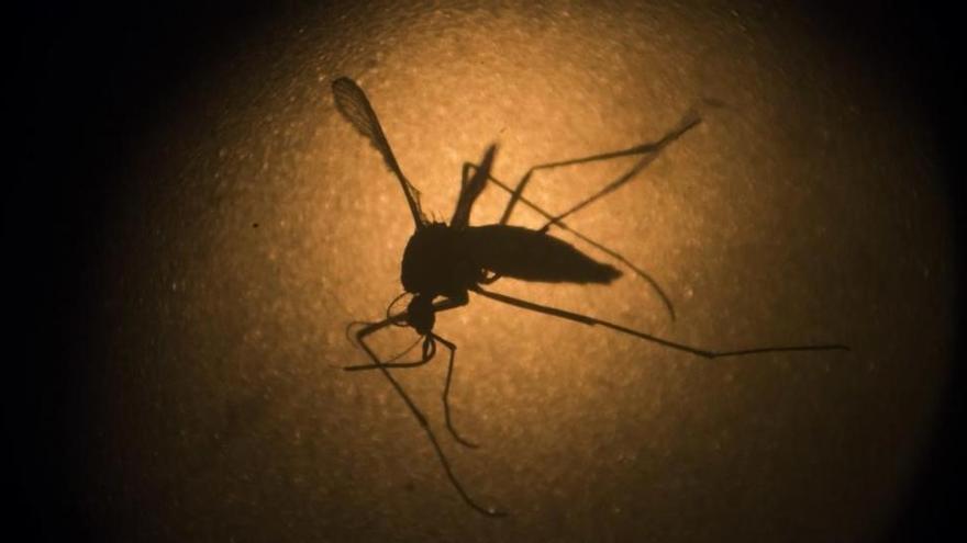 Primera muerte de un bebé en EEUU por zika