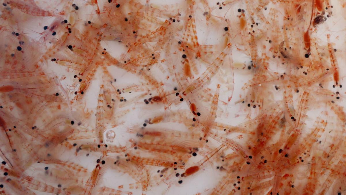 Ejemplares de krill capturados en la Antártida.