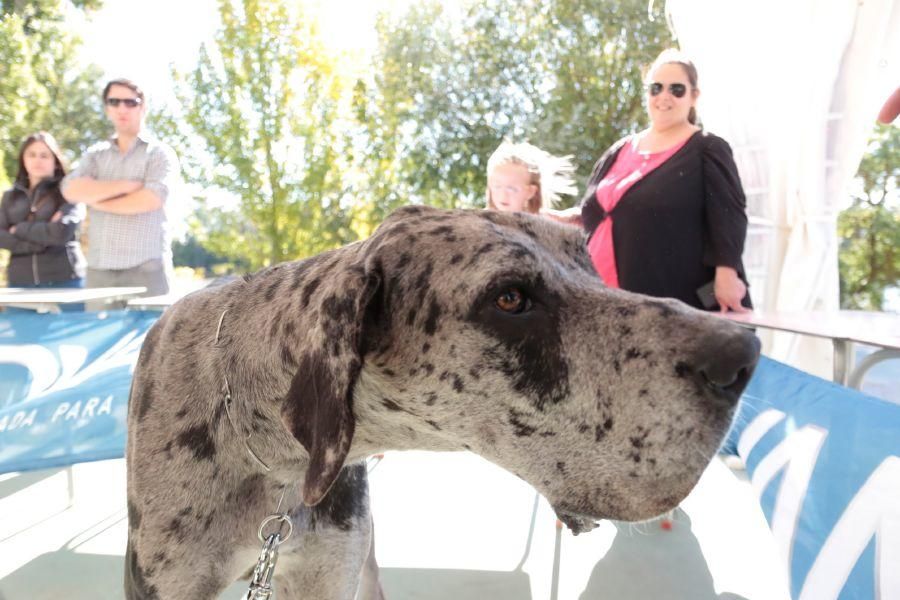 Concurso de perros en La Aldehuela