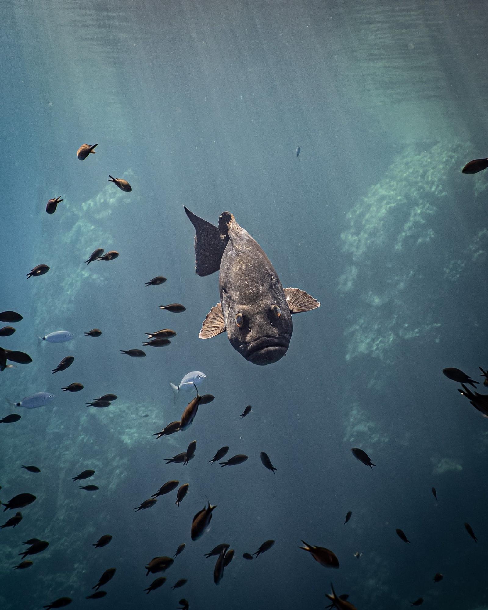 Estas son las fotos ganadoras del Certamen para la Conservación del Mar Balear