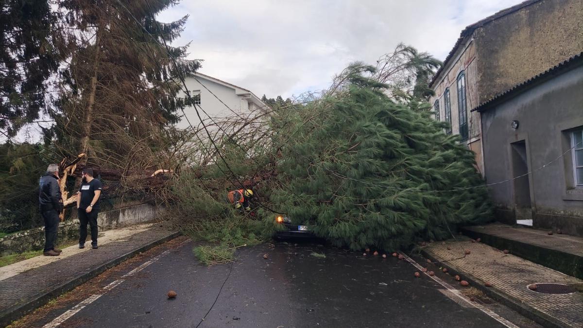 El pino que se desplomó sobre un árbol en A Campiña