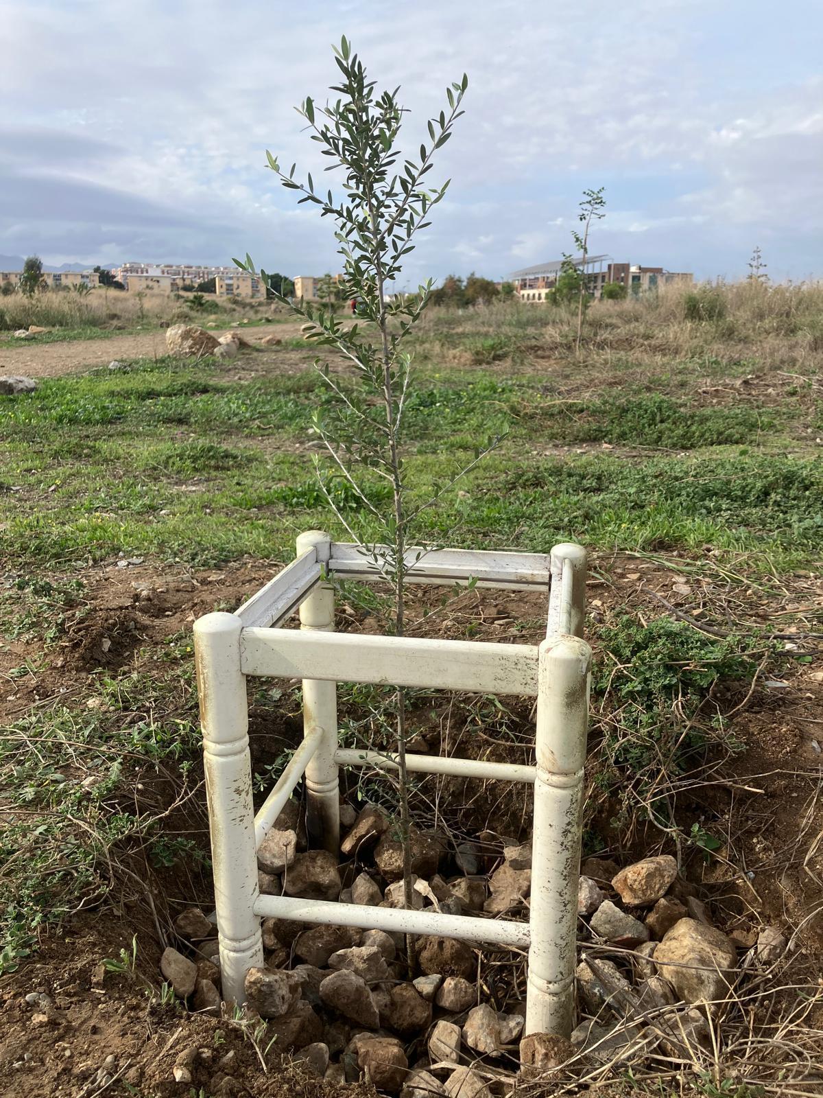 Voluntarios de la plataforma Bosque Urbano Málaga plantan 60 árbolesen los antiguos terrenos de Repsol