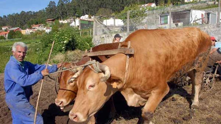 Imaxe dunha das sementeiras, con Moncho guiando ós seus inseparables Cabano e Ghallardo