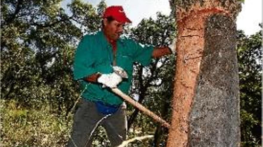 Un treballador forestal en el procés de pela del suro.