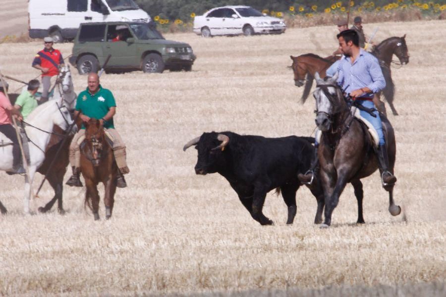 Fiestas en Zamora: Encierro campero en VIllaescusa