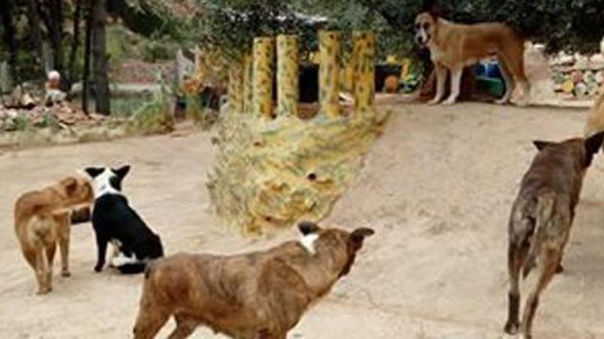 Imagen de los perros en el Refugio La Lobera de la Vall d&#039;Uixó.