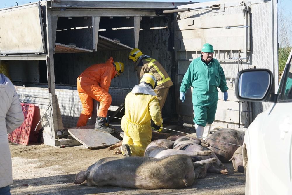 Bolca un camió amb porcs a la Tallada d'Empordà