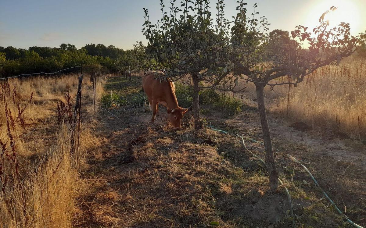 Una vacada &quot;ocupa&quot; el casco urbano de Villalverde