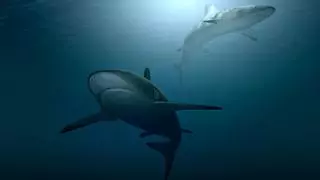 La curiosa técnica que utilizan los tiburones para escuchar como los humanos