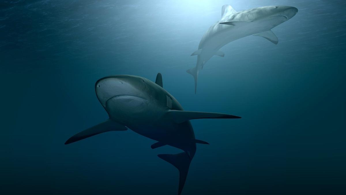 Tiburones en el fondo marino