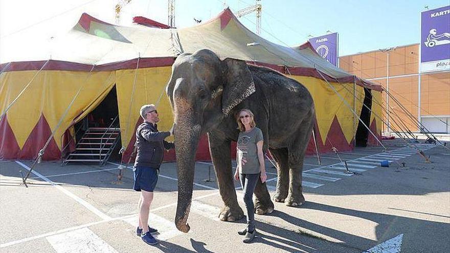 Zaragoza no recurrirá la sentencia que permite los circos con animales