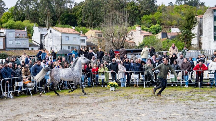 A Feira Cabalar de Pascua reúne en Padrón exemplares de toda Galicia