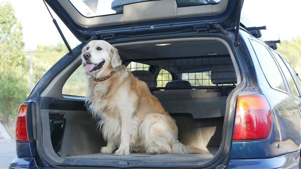 el filtro ‘se admiten animales’ es el tercero más usado por los usuarios de Booking.com