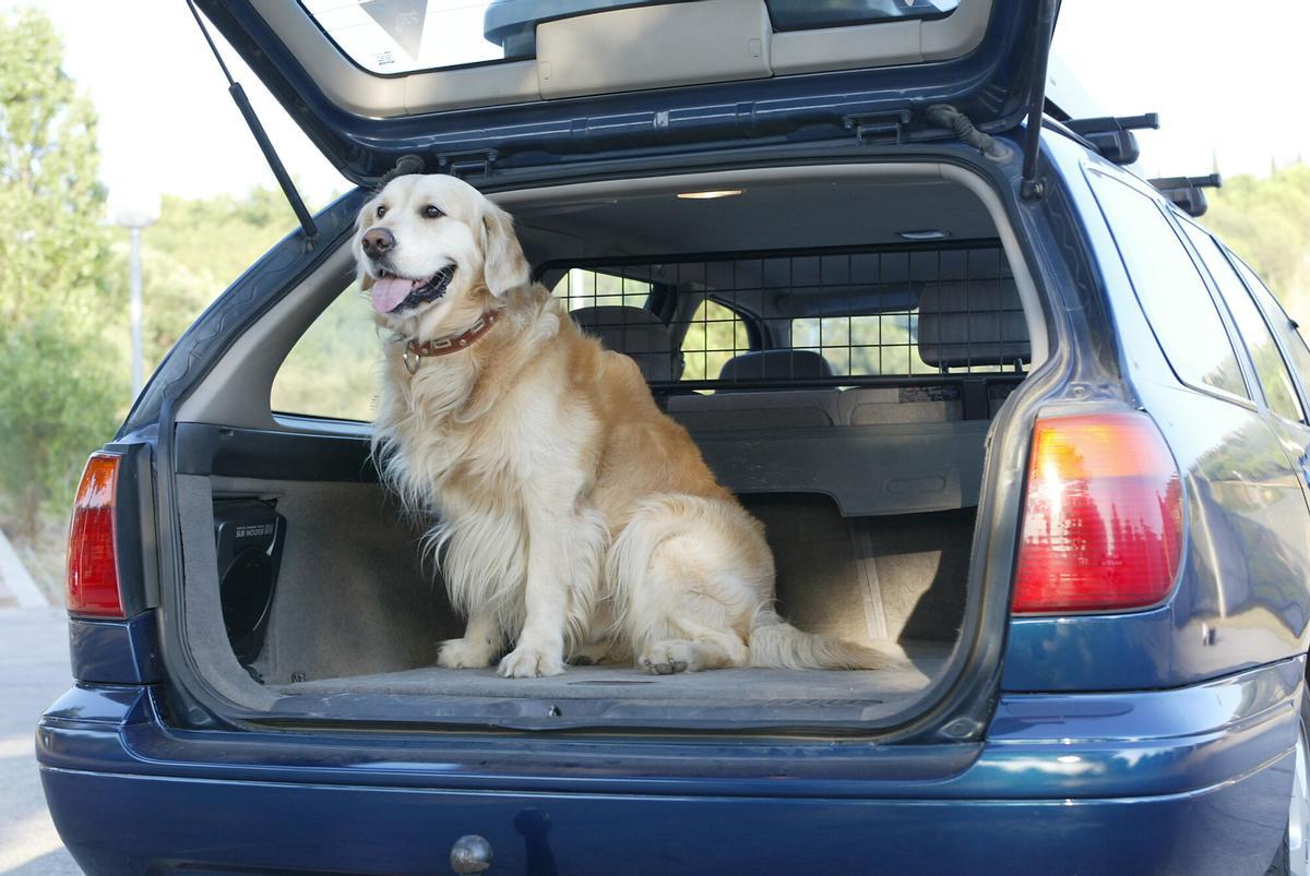 Un perro de la raza Golden Retriever posa en el maletero de un coche, en el que se dispone a viajar.