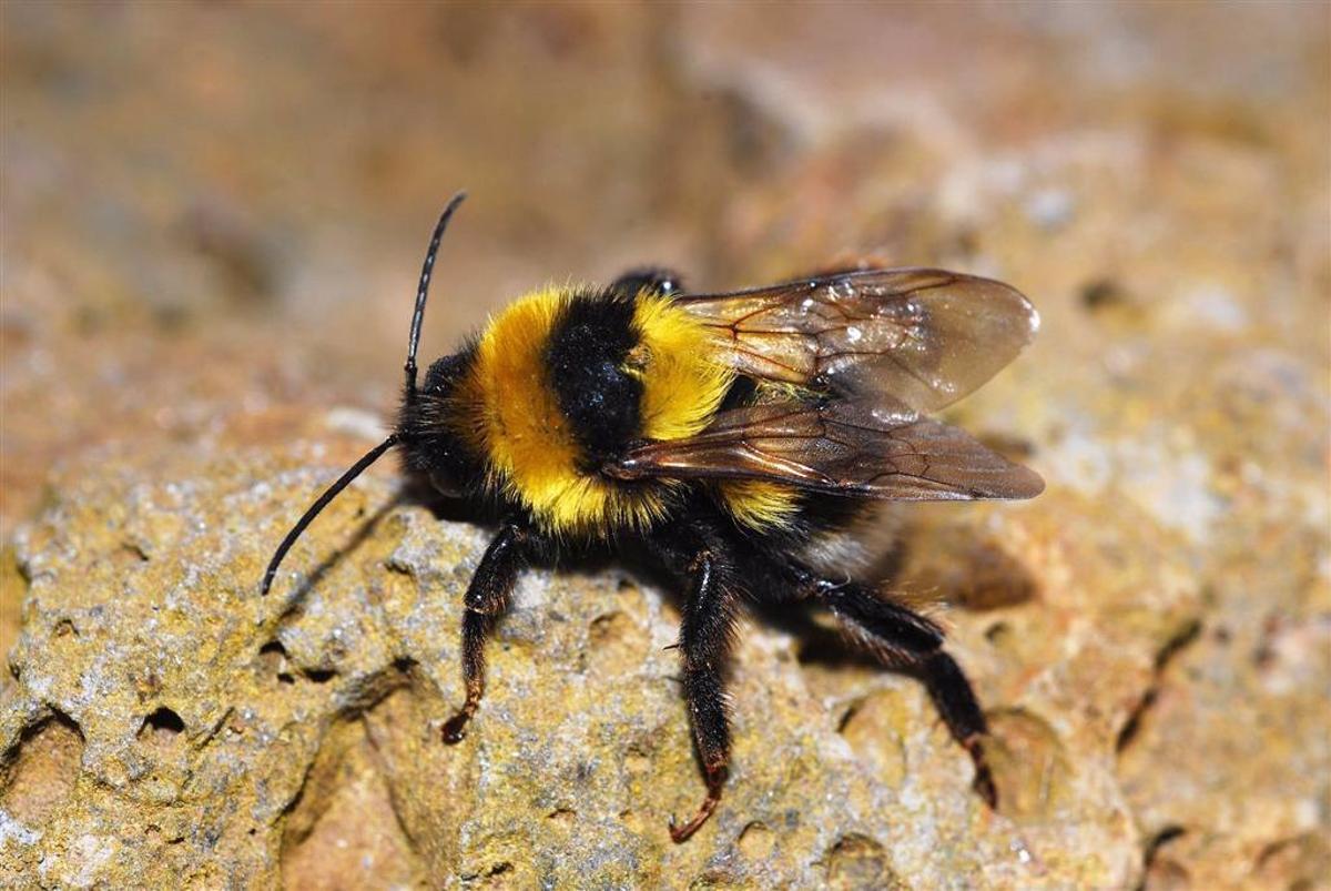 Los abejorros son fundamentales en los ecosistemas