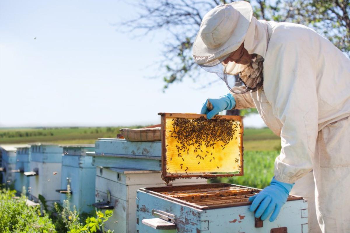 Las abejas son fundamentales para los cultivos