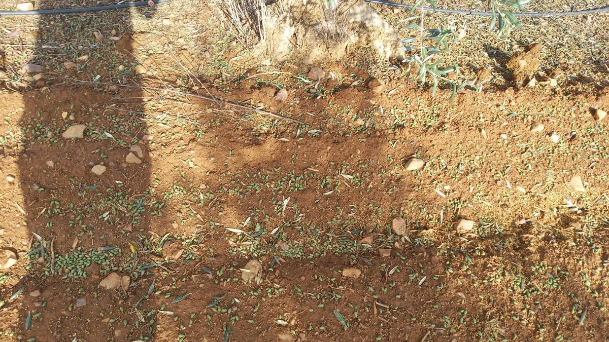 Aceitunas en el suelo, arrancadas del olivo por los granizos.