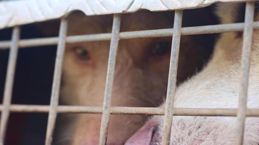 Los rehaleros exigen menos trabas burocráticas en el nuevo real decreto que prepara el Ministerio de Agricultura