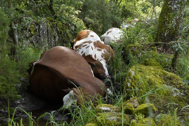 Una explotación de Rodeiro pierde 22 vacas fulminadas por un rayo