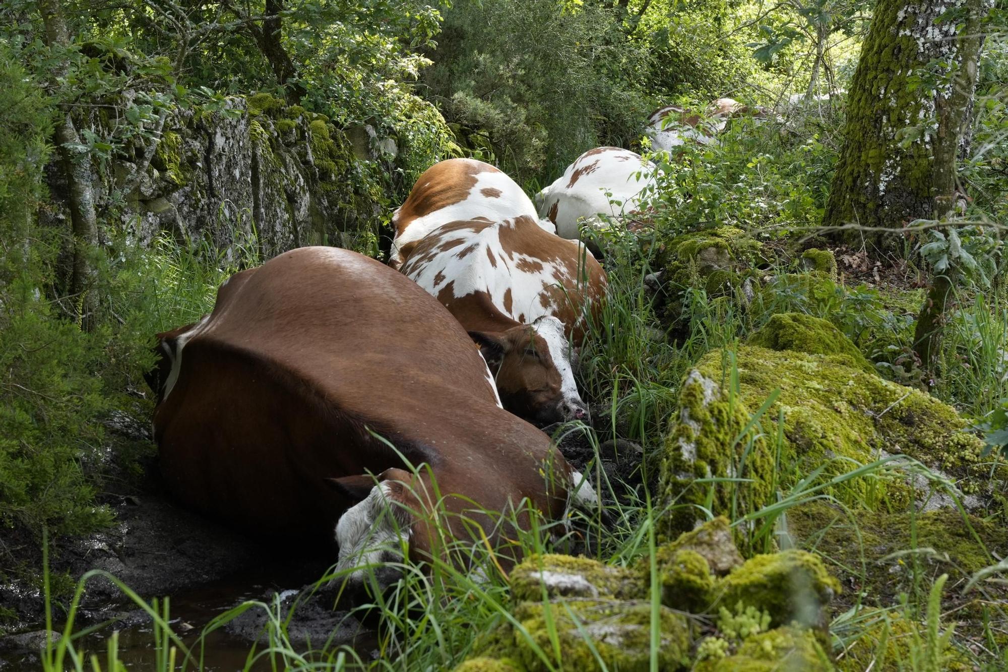 Una explotación de Rodeiro pierde 22 vacas fulminadas por un rayo