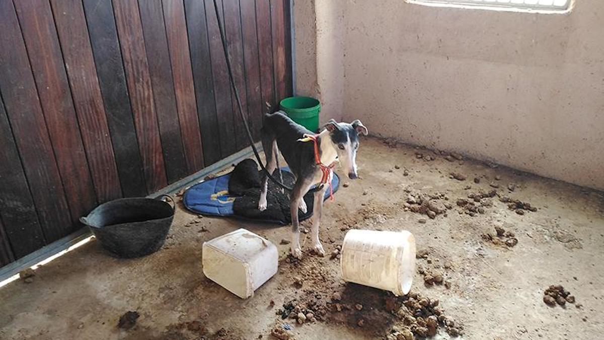 Un dels gossos lligats a la finca de l'hípica del Bruc