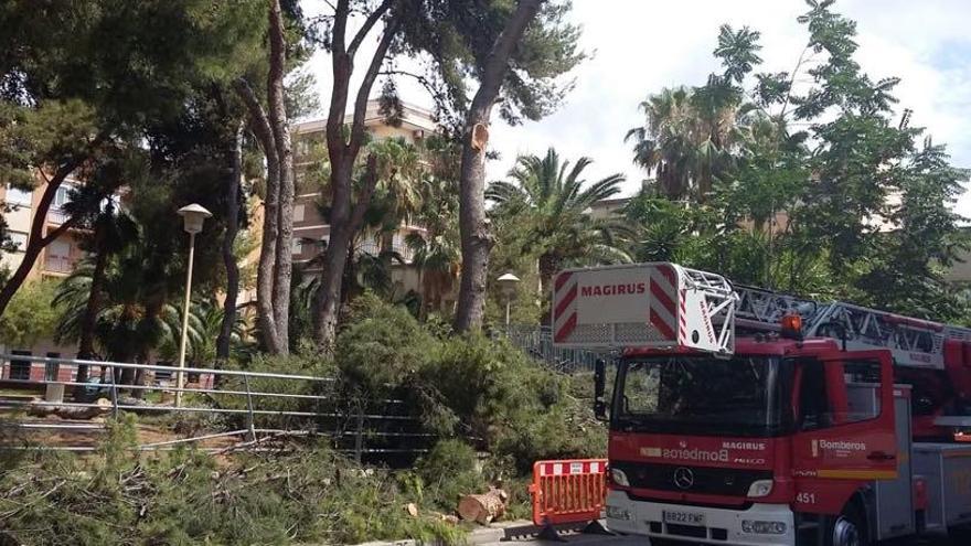 Los bomberos intervienen en Elda por la caída de dos árboles de 25 metros