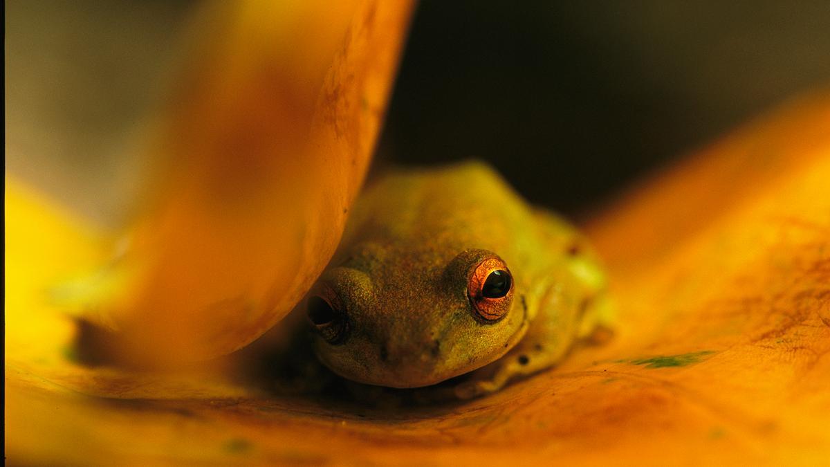 Una rana descansa sobre una hoja que amarillea en el Parque Nacional de Loango