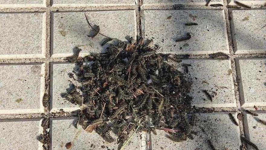 A plague of the thistle butterfly caterpillar surprises the residents of Tenerife