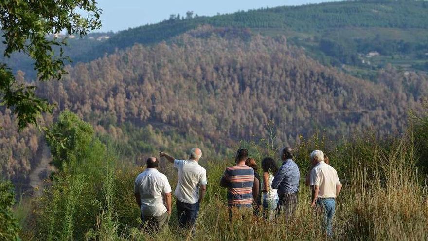 Representantes de la Mancomunidad de Montes observan una masa forestal de Pontevedra. // Gustavo Santos