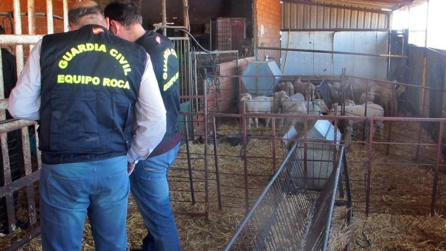 Guardia Civil desarticula un grupo criminal dedicado al robo de ganado ovino en La Serena