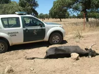 Condenado un ganadero de Dos Torres a 13 meses de prisión por la muerte de 36 vacas sin agua ni alimento