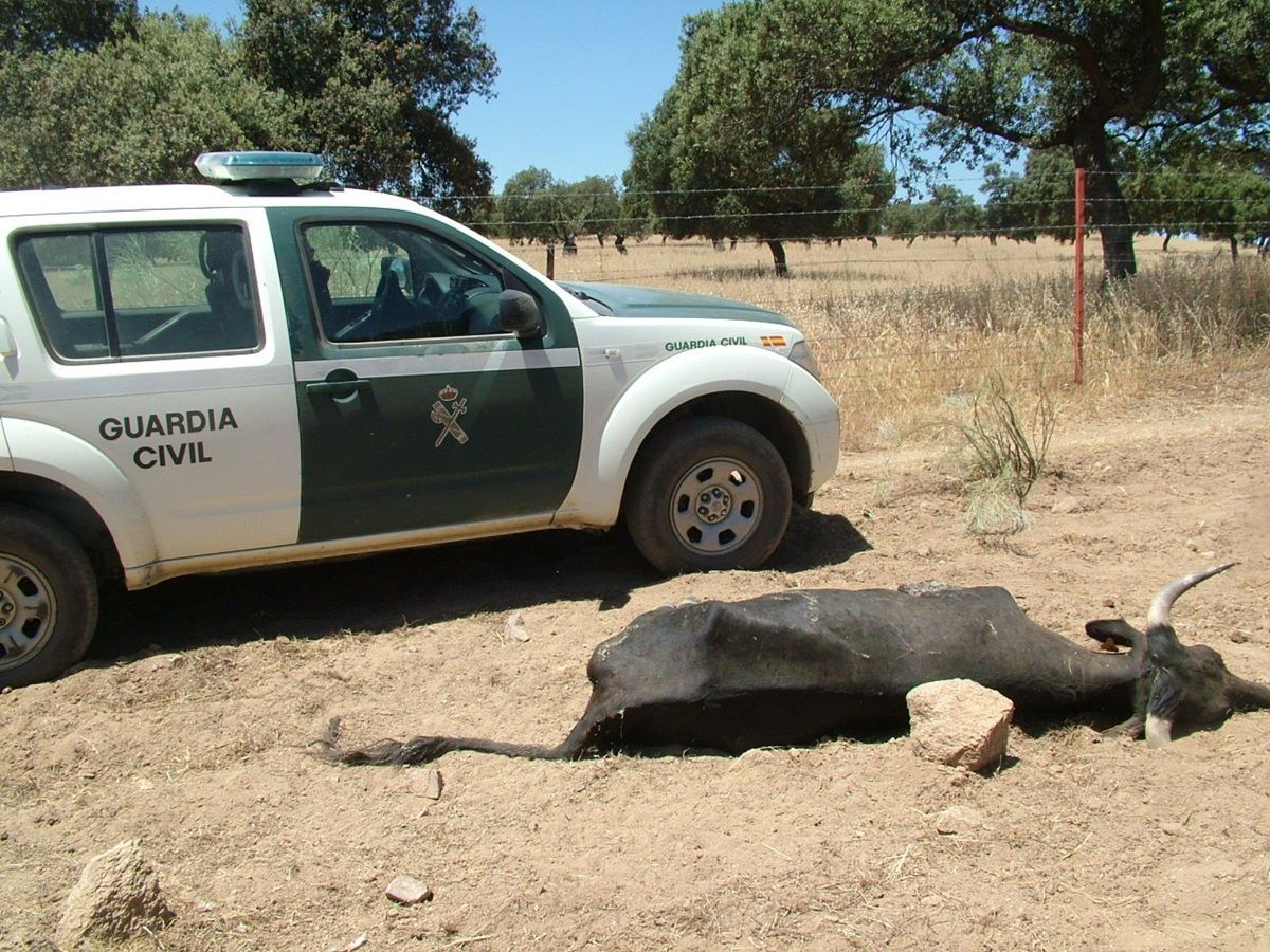 Una de las vacas muertas en la finca de Dos Torres en Córdoba por las que has sido condenado el ganadero, junto a un vehículo de la Guardia Civil