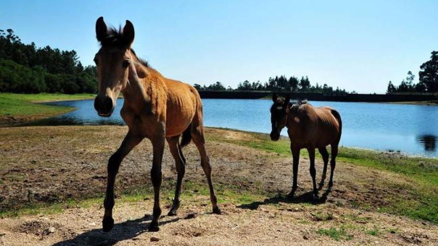 Dos caballos campaban ayer a sus anchas en el embalse de Castroagudín, con un nivel muy bajo de ocupación.  // Iñaki Abella