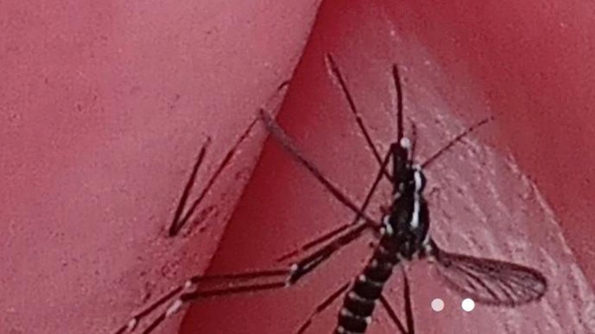 Moaña vuelve a sufrir los dos primeros casos de mosquito tigre de Galicia
