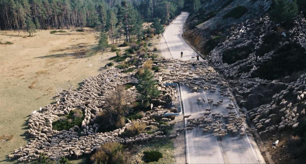 Rebaño de ovejas de raza Merina variedad Montes Universales en la vereda de 2025.
