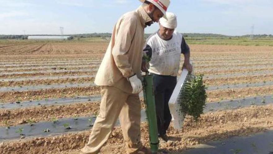 Las plantas se colocan sobre un plástico que evitará el crecimiento de hierbas y conservará la humedad.