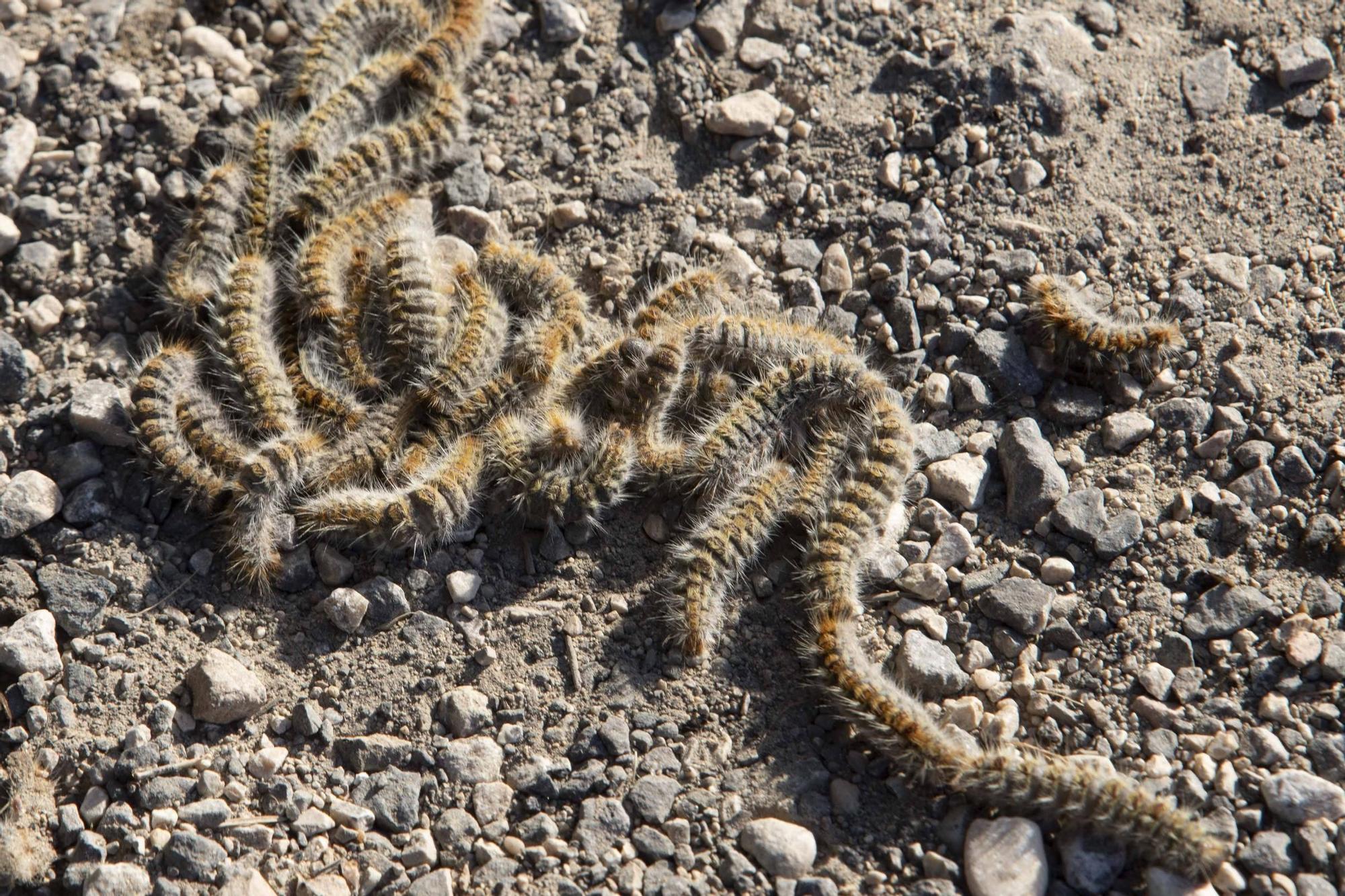 La procesionaria, una plaga que se expande en las zonas naturales
