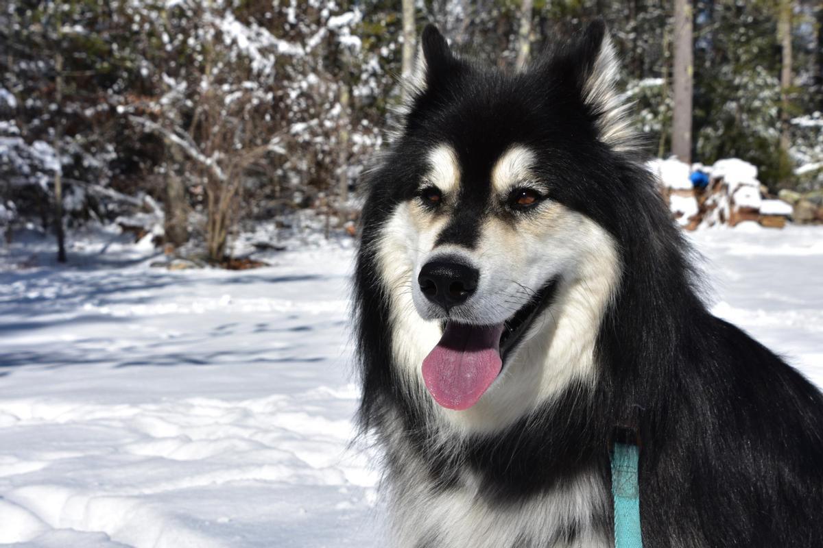 Husky siberiano.