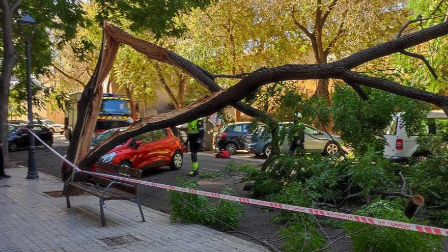 Árbol caído en la calle Gremis.