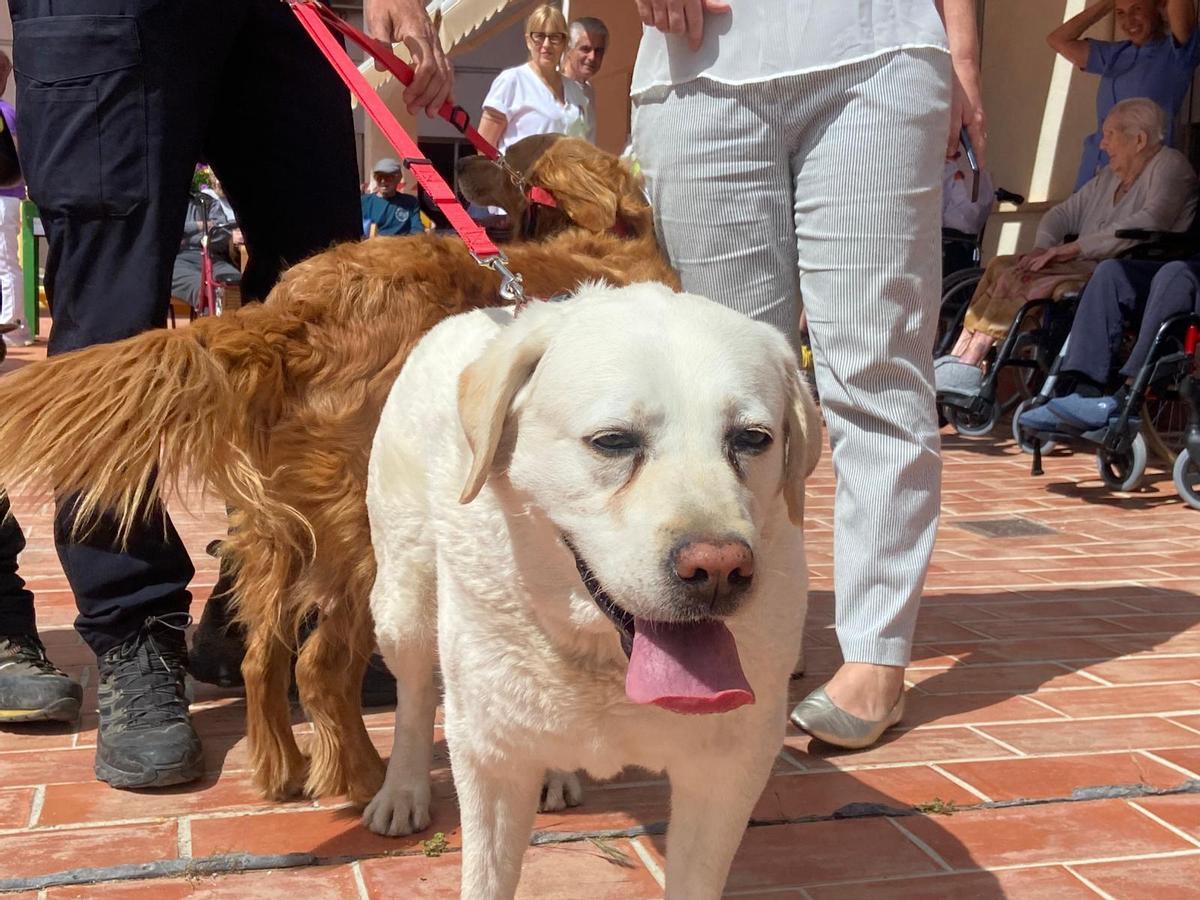 La unidad canina de los Bomberos de Palma visitan la residencia Bonanova