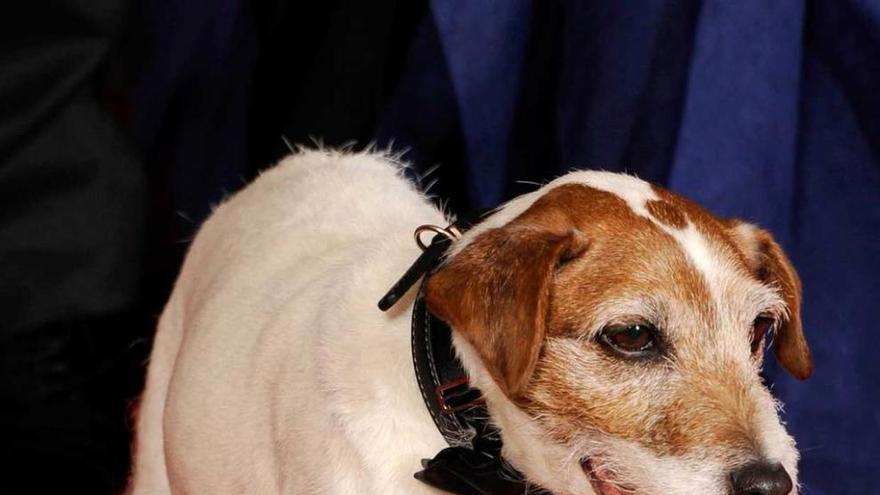 No todos viven como &quot;Uggie&quot; en Hollywood