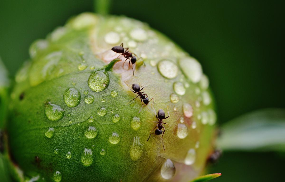 Trucos para cuidar tus plantas con vinagre, un remedio natural y ecológico