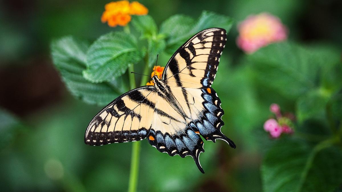 Mariposa en proceso de polinización.