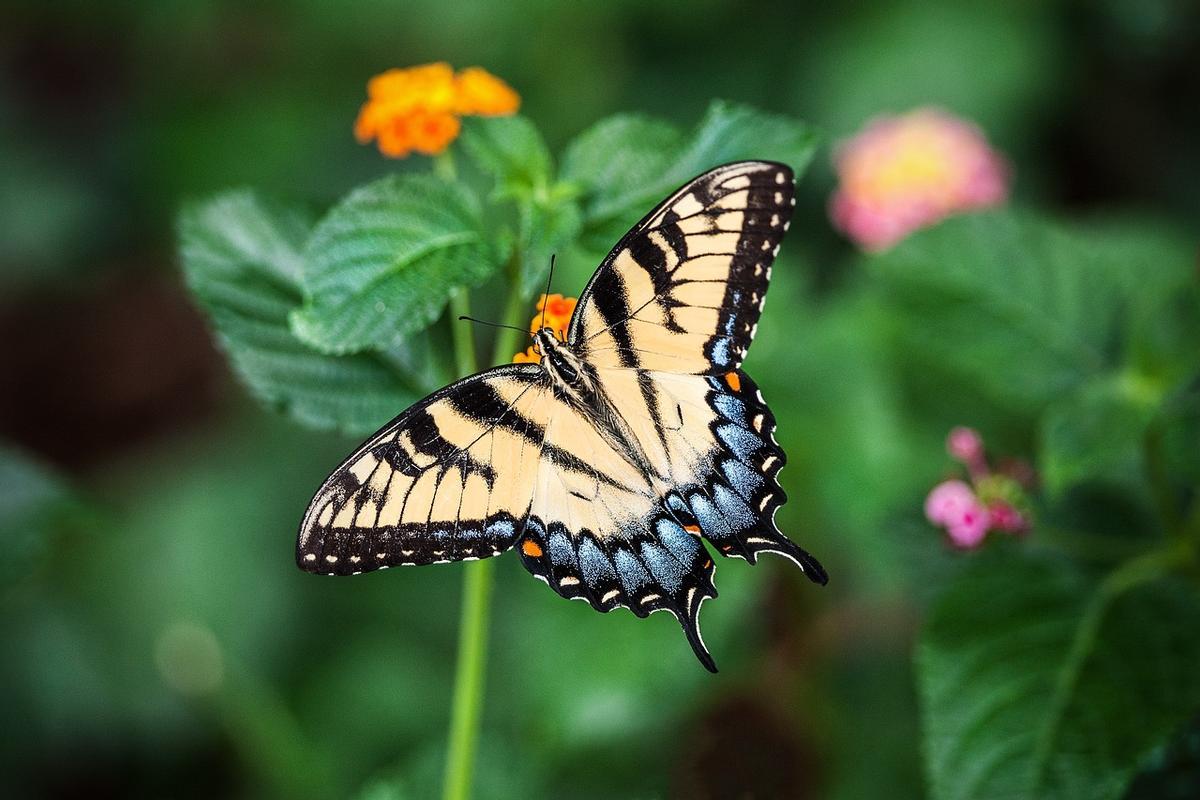 Mariposa en proceso de polinización.