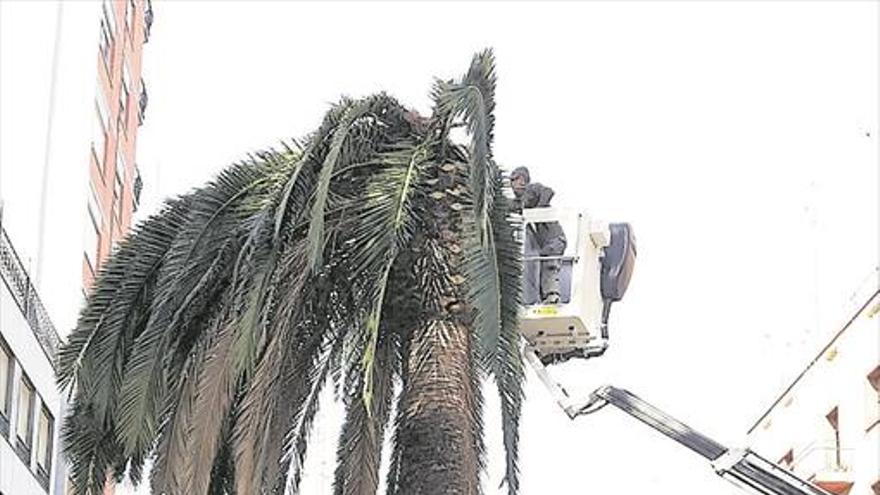 Reactivan los tratamientos contra el picudo tras matar otra palmera