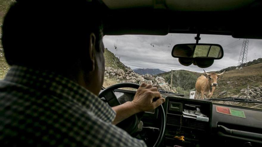 La &quot;guerra de pastos&quot; con León: el sindicato COAG recurre la sentencia que niega a Mieres la gestión de Pinos