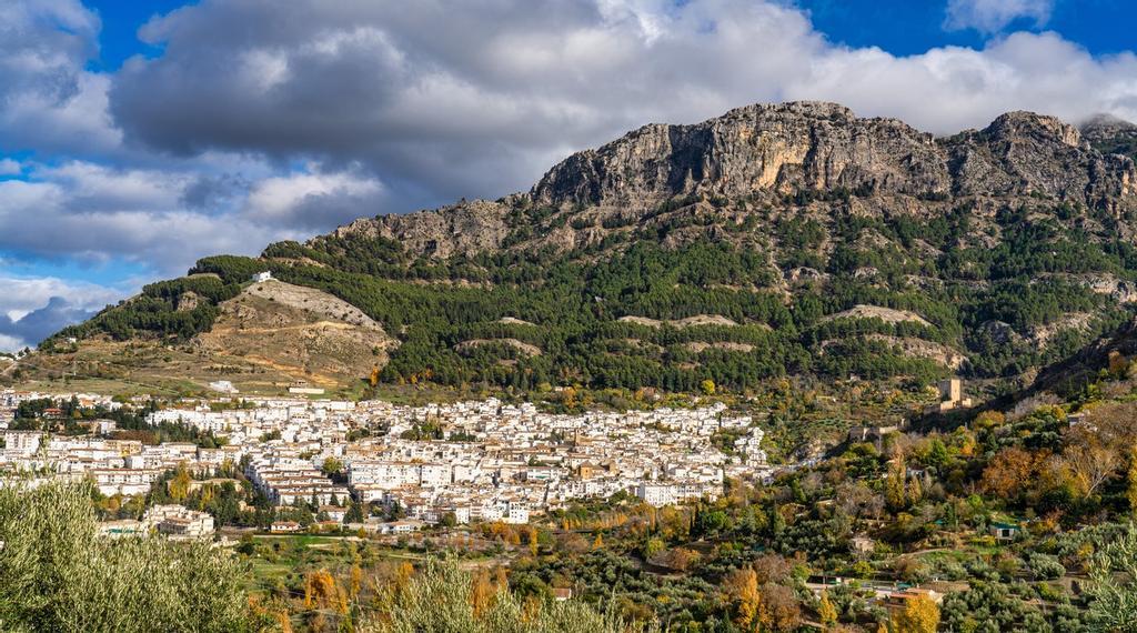 Jaén, mar de olivos milenarios